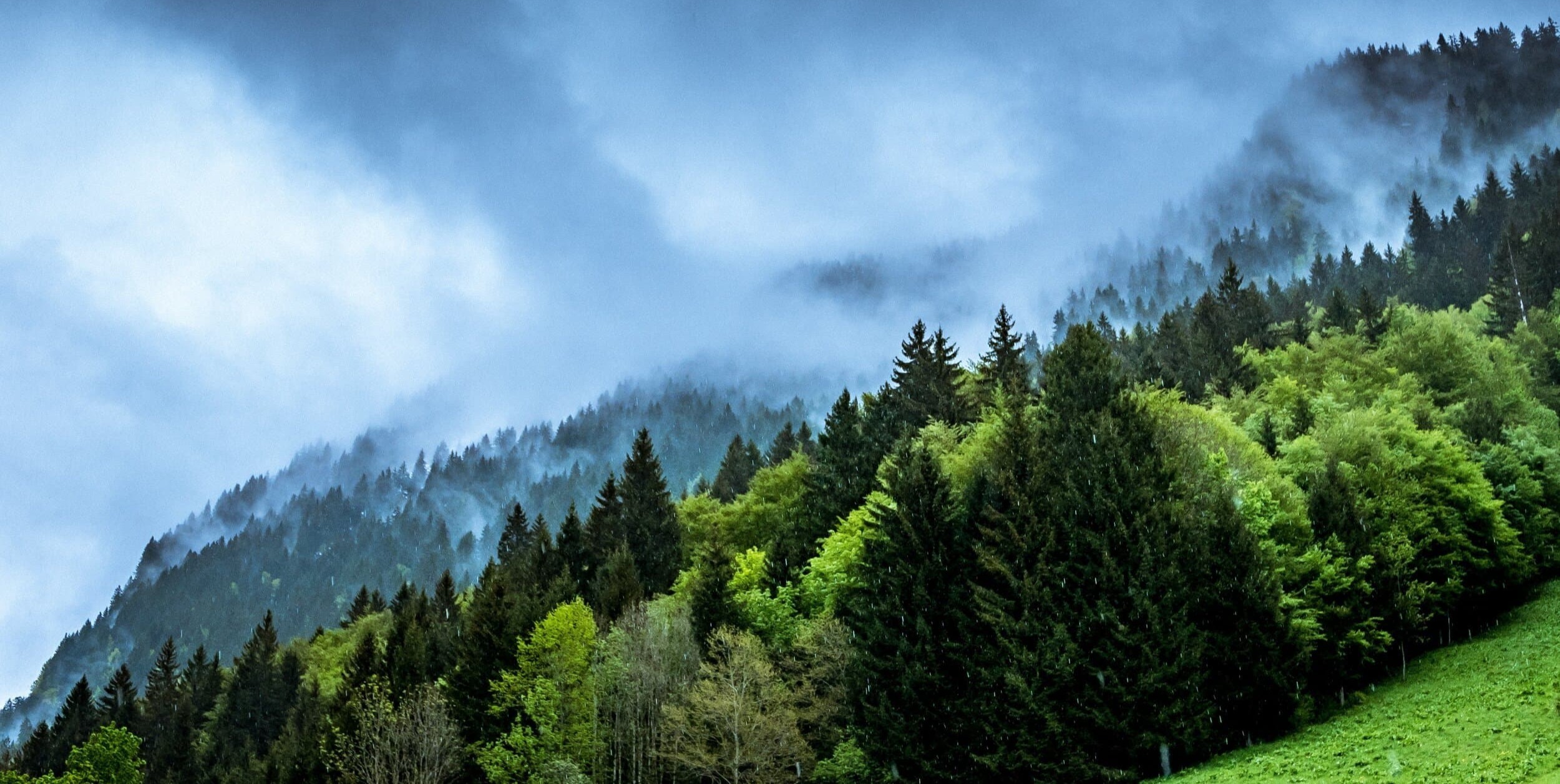 FoggyTrees
